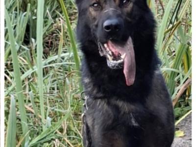 Echo - German Shepherd for stud in Louth