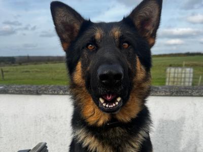 5th Generation Pedigree German Shepherd for stud in Carlow