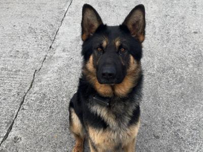 5th Generation Pedigree German Shepherd for stud in Carlow