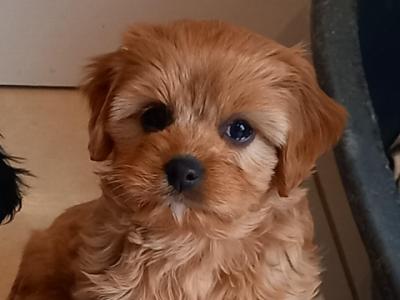 Cavachon puppies for sale in Galway