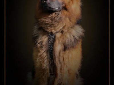Proven German Shepherd stud in Limerick
