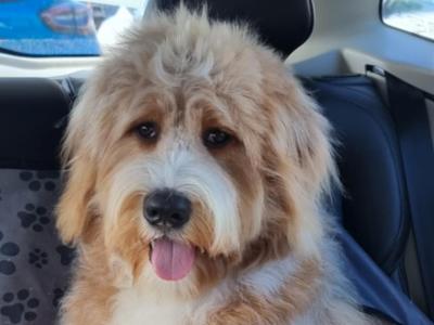 Ted the Bernedoodle for stud in Kilkenny