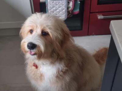 Ted the Bernedoodle for stud in Kilkenny