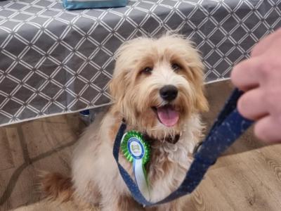 Ted the Bernedoodle for stud in Kilkenny
