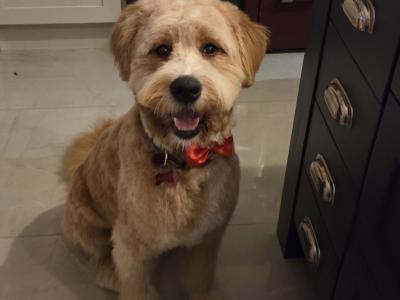 Ted the Bernedoodle for stud in Kilkenny