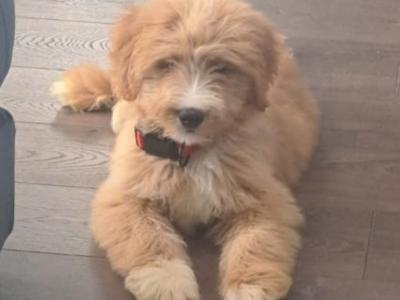 Ted the Bernedoodle for stud in Kilkenny
