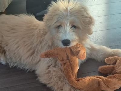 Ted the Bernedoodle for stud in Kilkenny