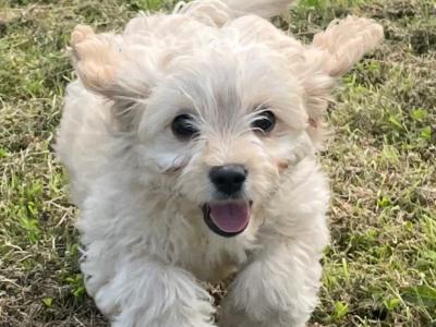 Beautiful Cavachon puppies for sale in Cork
