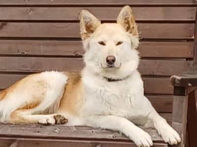 Female German Shepherd x Siberian Husky in Cork