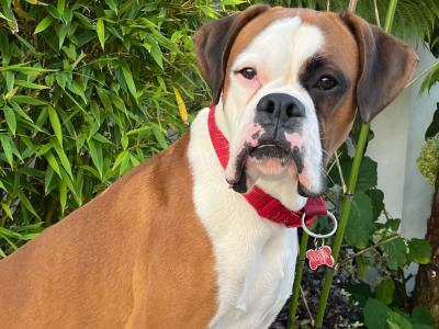 Kojak  - Who Loves Ya Baby!