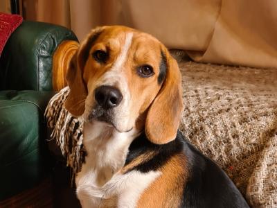 Beagle for stud