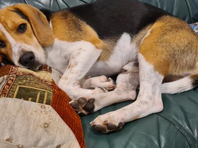 Beagle for stud