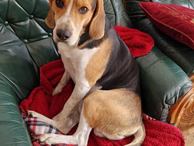Beagle for stud