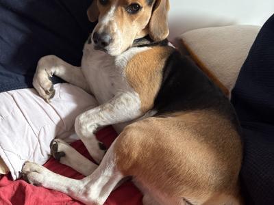 Beagle for stud