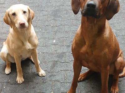 4 Beautiful Rhodesian Ridgeback puppies 6 months old in Wexford