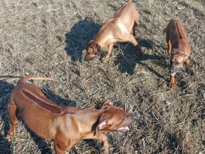 4 Beautiful Rhodesian Ridgeback puppies 6 months old in Wexford