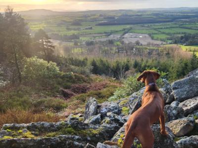 4 Beautiful Rhodesian Ridgeback puppies 6 months old in Wexford