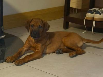 4 Beautiful Rhodesian Ridgeback puppies 6 months old in Wexford