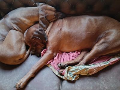 4 Beautiful Rhodesian Ridgeback puppies 6 months old in Wexford