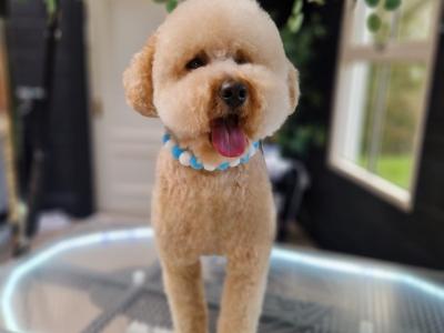 Absolutely beautiful kind cavapoochon in Kildare