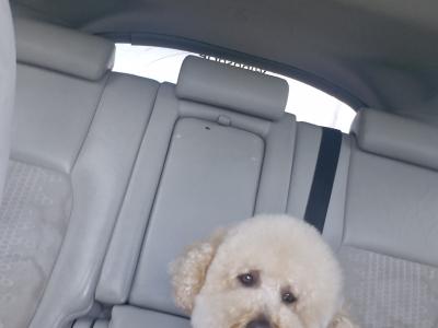 Absolutely beautiful kind cavapoochon in Kildare