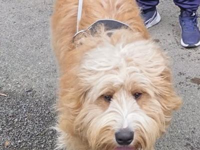 Ted the Bernedoodle for stud in Kilkenny