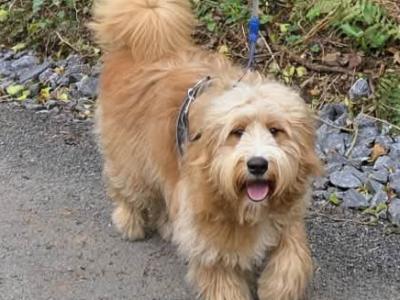 Ted the Bernedoodle for stud in Kilkenny