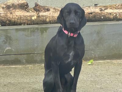Affectionate 2 year old female Hungarian Vizsla x Setter in Wexford is looking for a Loving Home