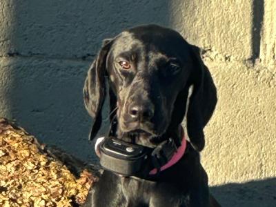 Affectionate 2 year old female Hungarian Vizsla x Setter in Wexford is looking for a Loving Home