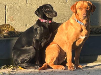Affectionate 2 year old female Hungarian Vizsla x Setter in Wexford is looking for a Loving Home