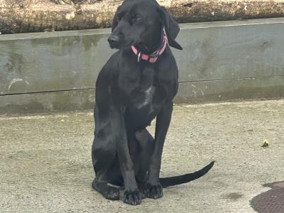 Affectionate 2 year old female Hungarian Vizsla x Setter in Wexford is looking for a Loving Home