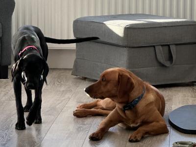 Affectionate 2 year old female Hungarian Vizsla x Setter in Wexford is looking for a Loving Home