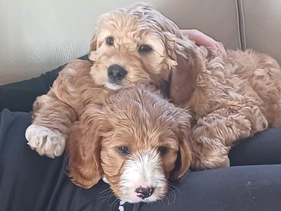 Cockapoo x Springer Spaniel puppies in Cavan
