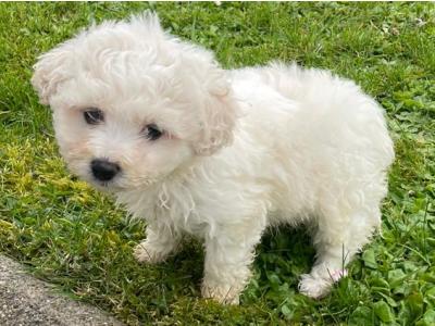 Very lovable female Cavachon puppy 3 months old in Cavan