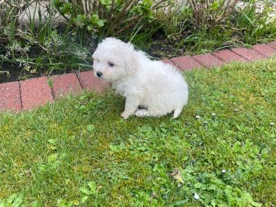 Very lovable female Cavachon puppy 3 months old in Cavan