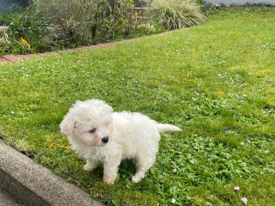 Very lovable female Cavachon puppy 3 months old in Cavan