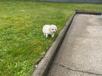 Very lovable female Cavachon puppy 3 months old in Cavan