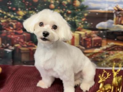 IKC Registered Maltese Stud €800 with papers €300 without