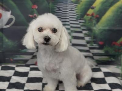 IKC Registered Maltese Stud €800 with papers €300 without