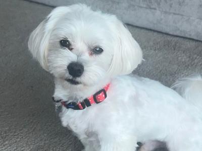 IKC Registered Maltese Stud €800 with papers €300 without
