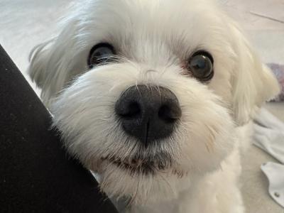 IKC Registered Maltese Stud €800 with papers €300 without