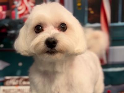 IKC Registered Maltese Stud €800 with papers €300 without