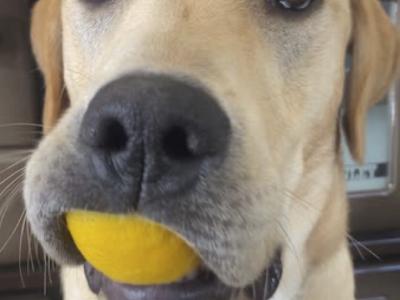Male Labrador puppy 8 months old in Westmeath