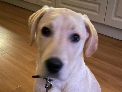 Male Labrador puppy 8 months old in Westmeath