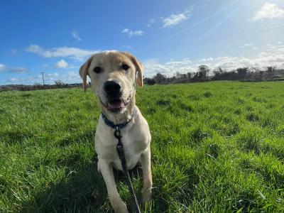 Male Labrador puppy 8 months old in Westmeath