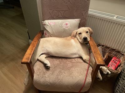 Male Labrador puppy 8 months old in Westmeath