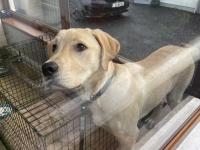 Male Labrador puppy 8 months old in Westmeath
