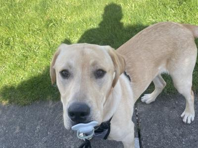 Male Labrador puppy 8 months old in Westmeath