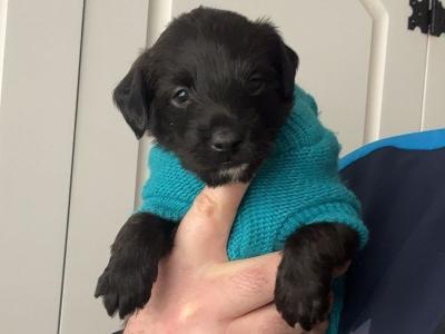 Male Italian Greyhound x Toy Poodle puppy in Armagh