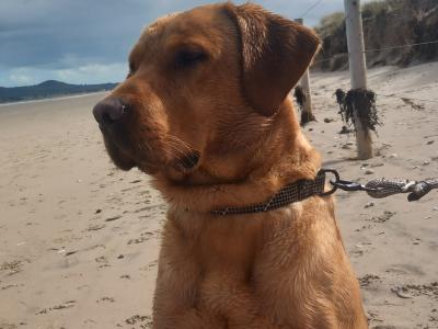 IKC Registered Red Fox Labrador for Stud in Kildare